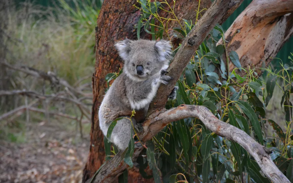 Jacqueline in Sydney tijdens haar stage