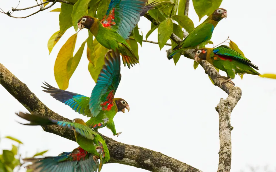 Verzekering stage Brazilie