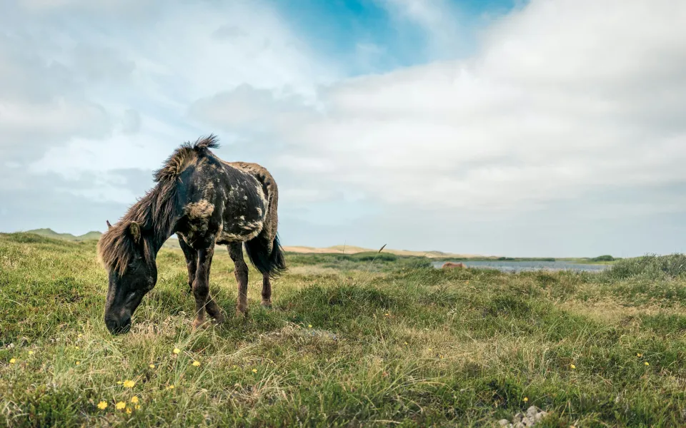 Verzekering stage Denemarken