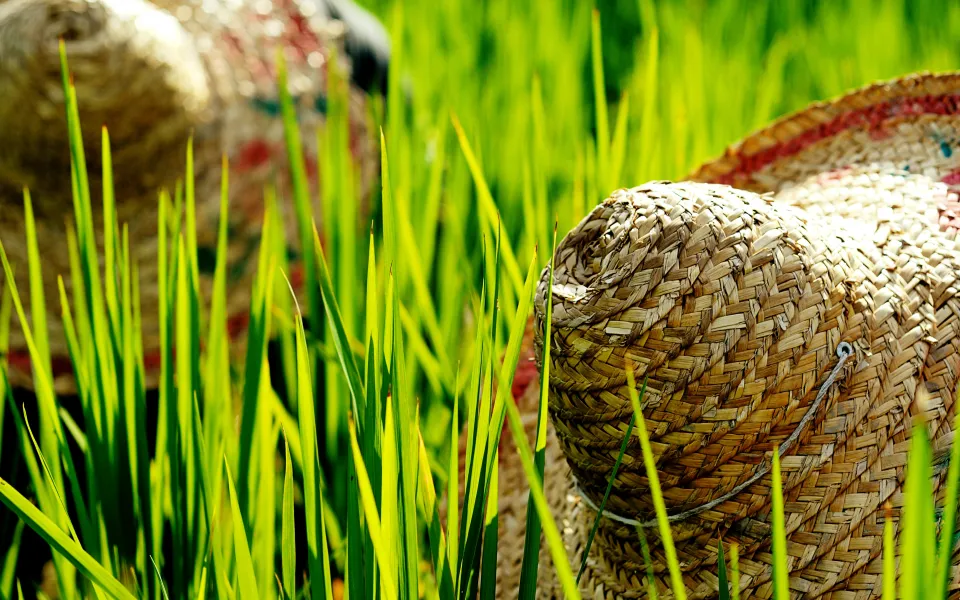 Verzekering stage Maleisie