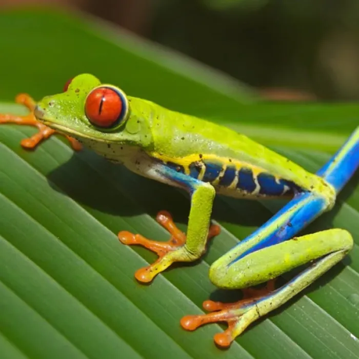 Costa Rica
